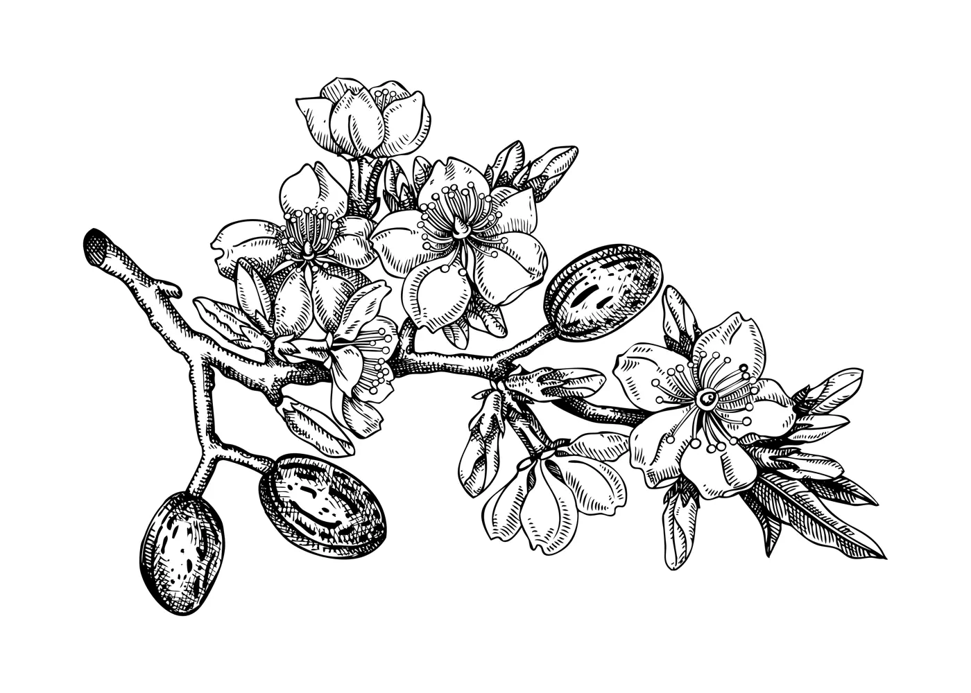Almond blossom sketch in engraved style. Flowering branch with flowers and leaves. Black contoured floral drawing. Botanical vector illustration of spring nut tree isolated on white background Illustration